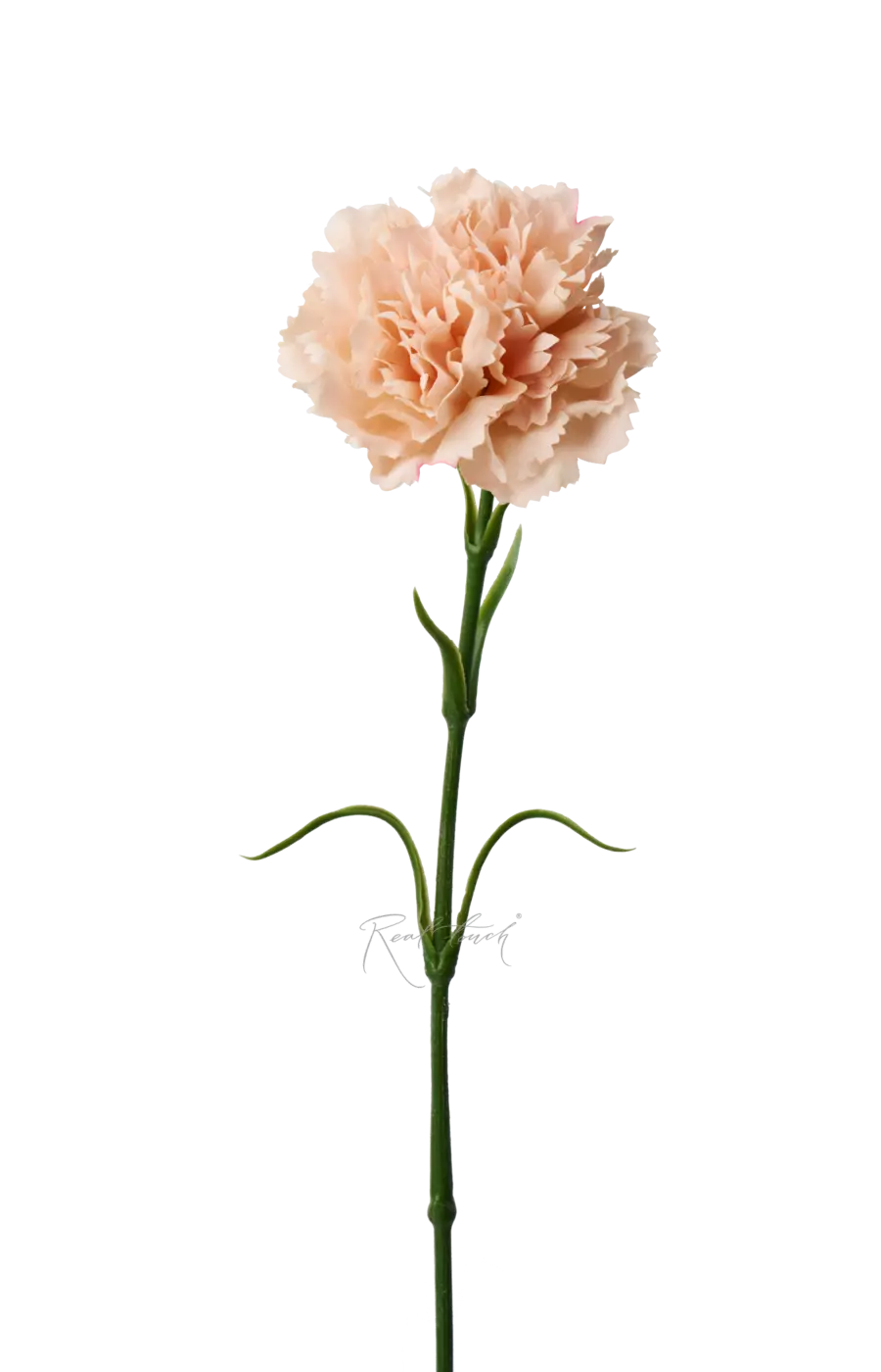 Гвоздика (Диантус) - Персиковый