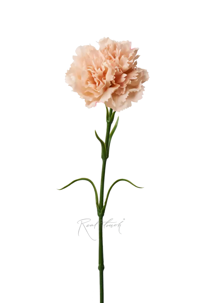 Гвоздика (Диантус) - Персиковый