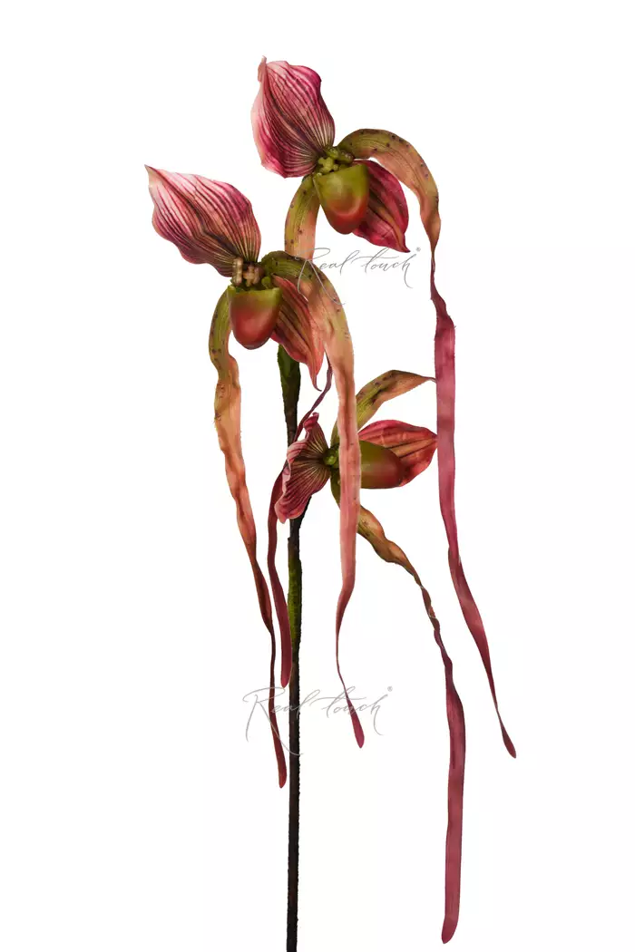 Орхидея Фрагмипедиум 76см - Розово-фиолетовый