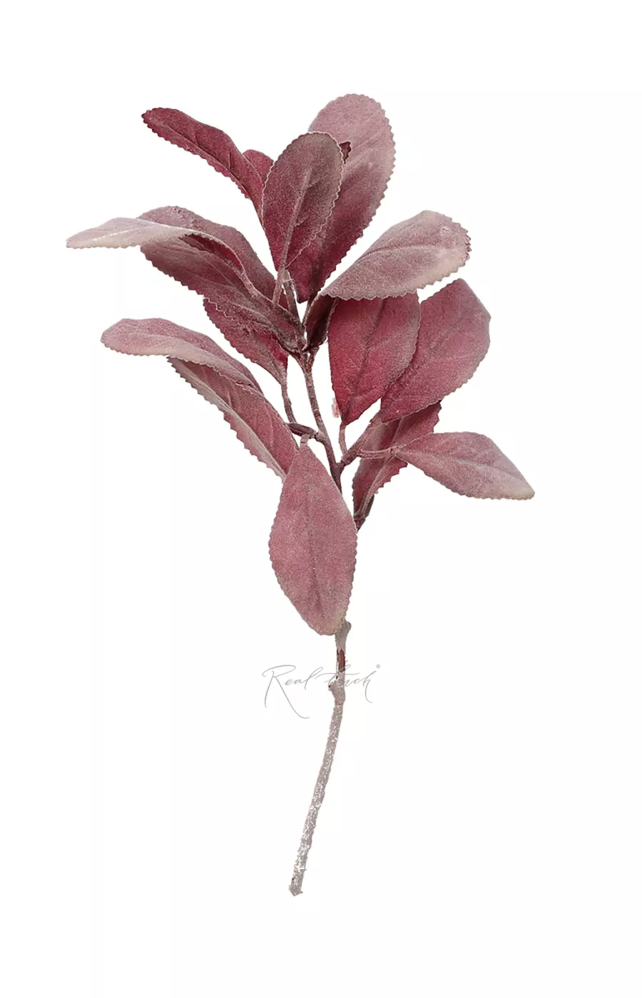 Стахис - Фиолетовый Стахис - Фиолетовый