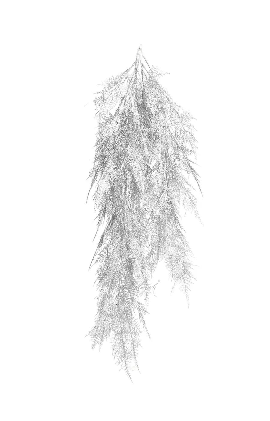 Аспарагус перистый новый - Серебро Аспарагус перистый новый - Серебро