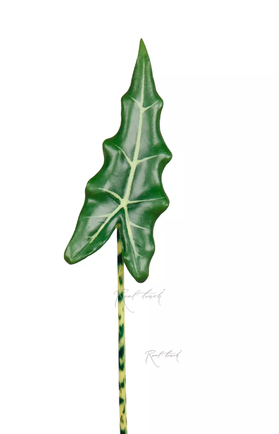 Лист Алоказии Frydek 85см - Темно-зеленый