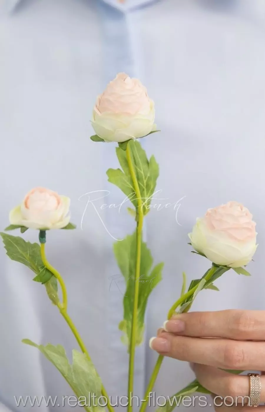 Ранункулюс 2+1  - Зелено-розовый