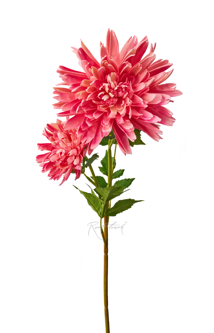 Хризантема Осенняя - Светло-розовый