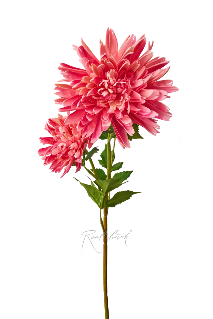 Хризантема Осенняя - Светло-розовый