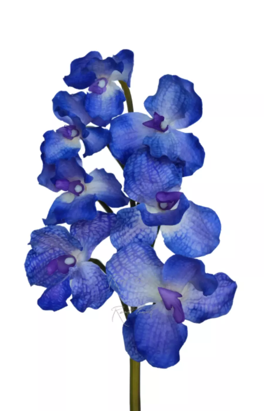 Орхидея ванда 7 соцветий - Синий