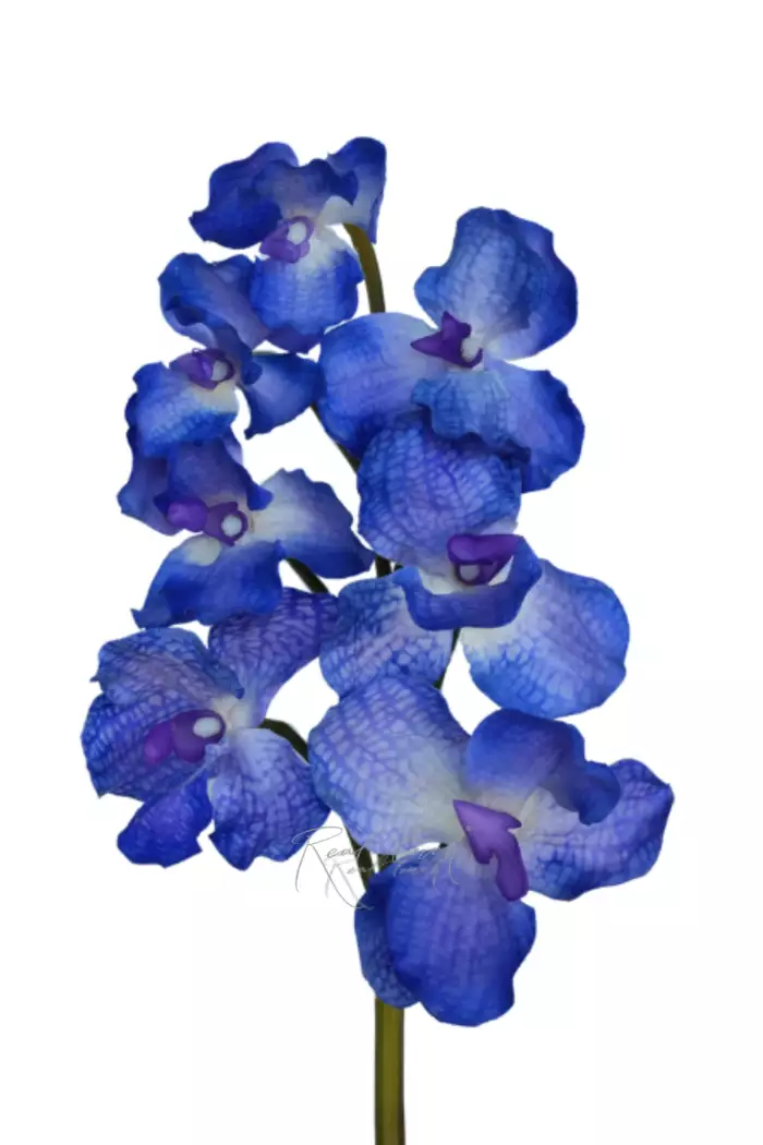 Орхидея ванда 7 соцветий - Синий Орхидея ванда 7 соцветий - Синий
