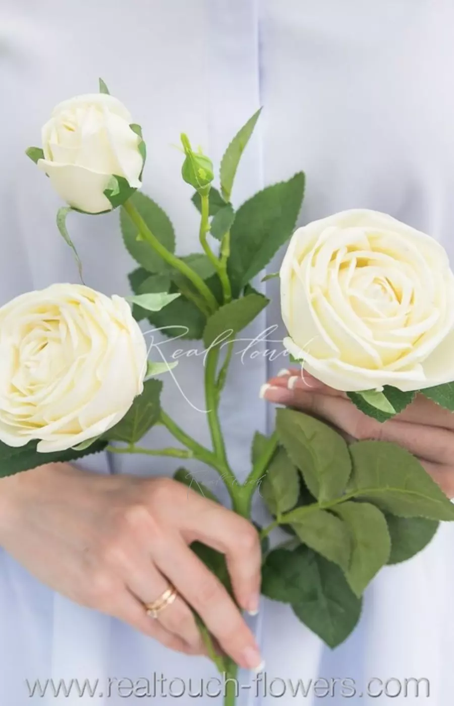 Роза Пионовидная 3+1 - Бело-зеленый