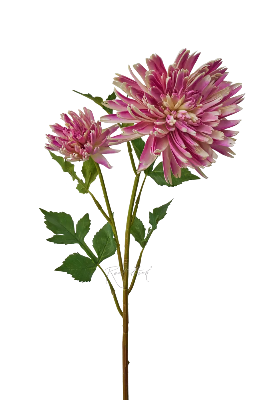 Хризантема Осенняя - Фиолетовый