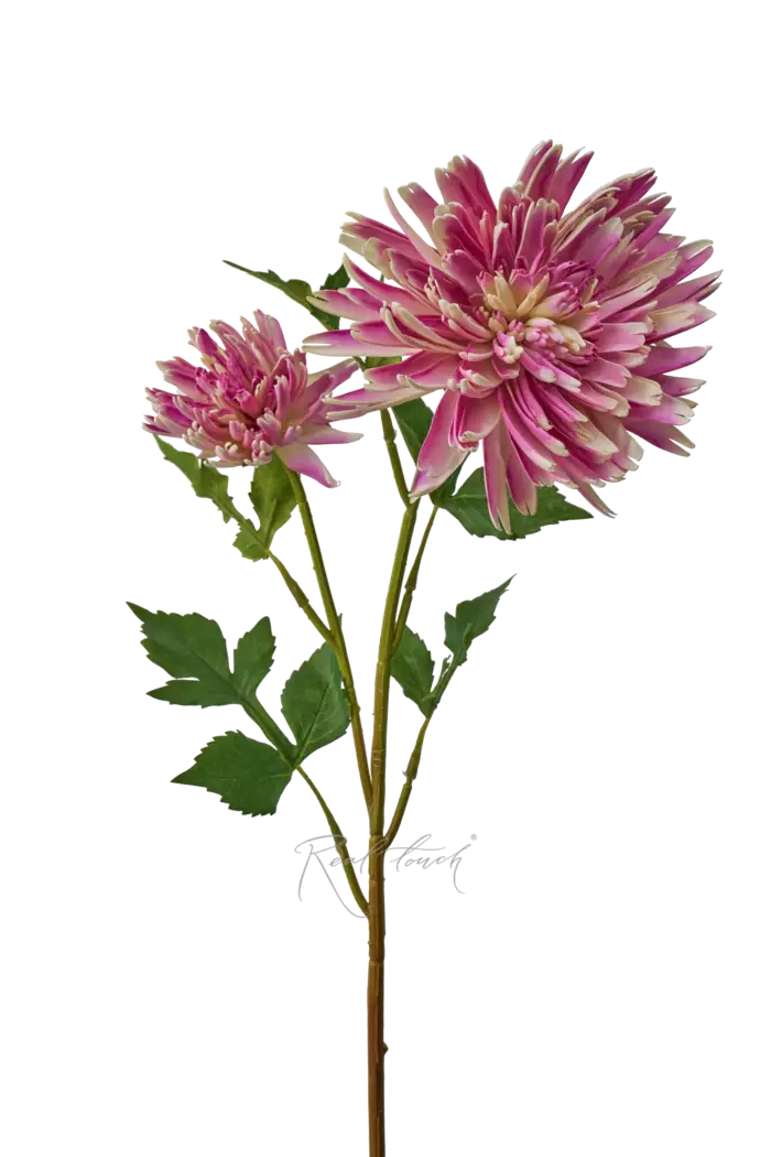 Хризантема Осенняя - Фиолетовый