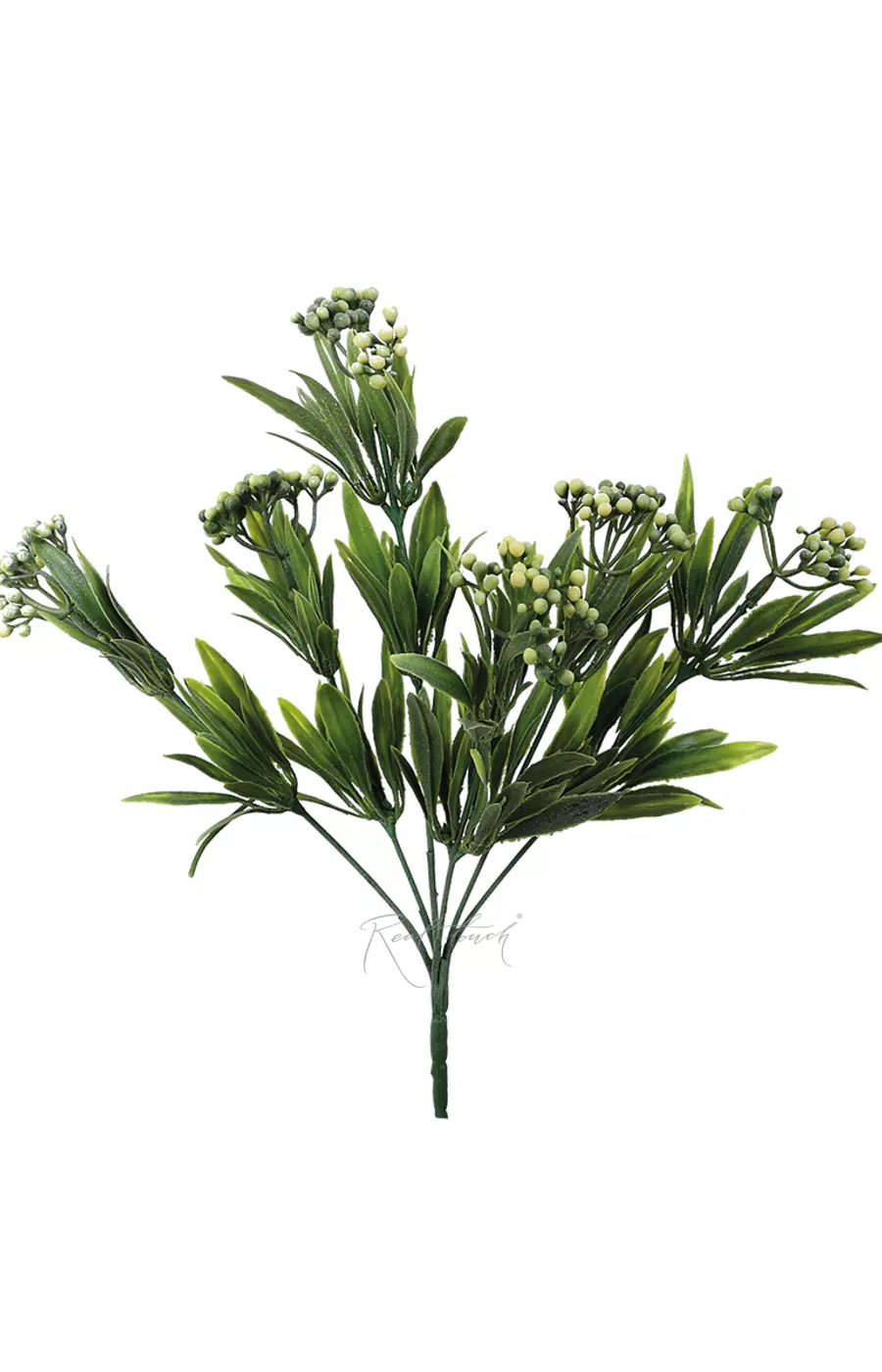 Душистый горошек - Зеленый Душистый горошек - Зеленый