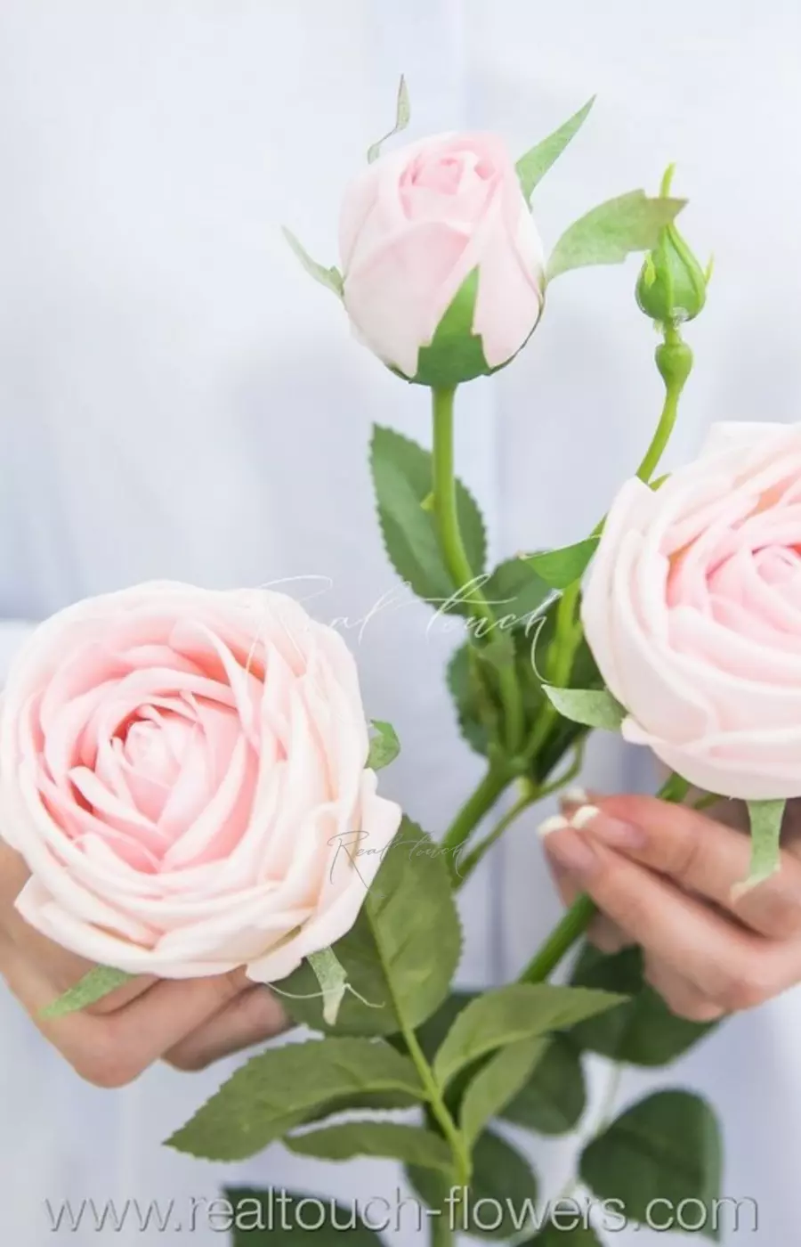 Роза Пионовидная 3+1 - Холодный розовый