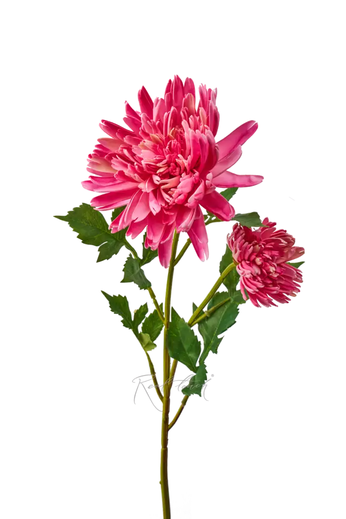 Хризантема Осенняя - Розовый