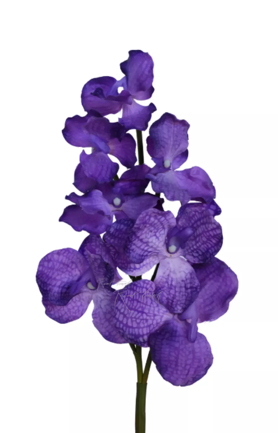 Орхидея ванда 7 соцветий - Бело-фиолетовый Орхидея ванда 7 соцветий - Бело-фиолетовый