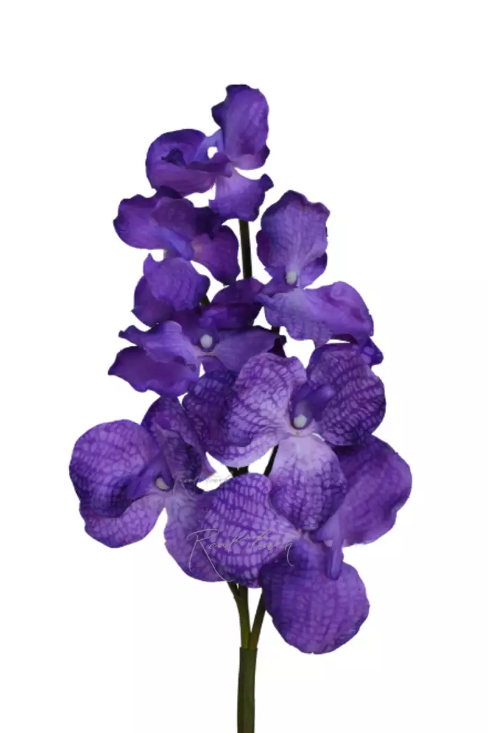 Орхидея ванда 7 соцветий - Бело-фиолетовый