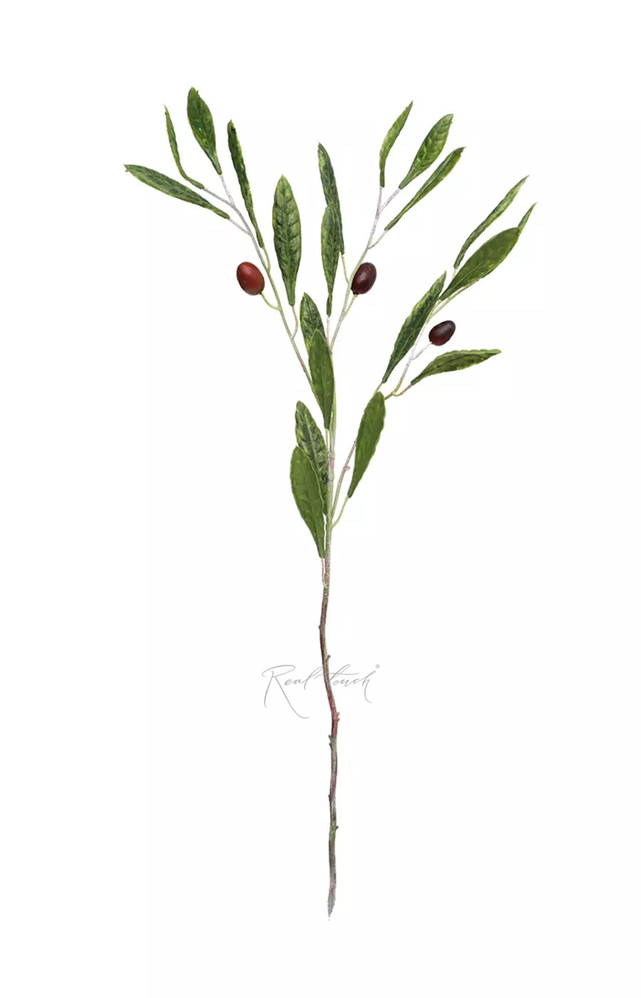 Ветка оливы с плодами 75см - Зеленый