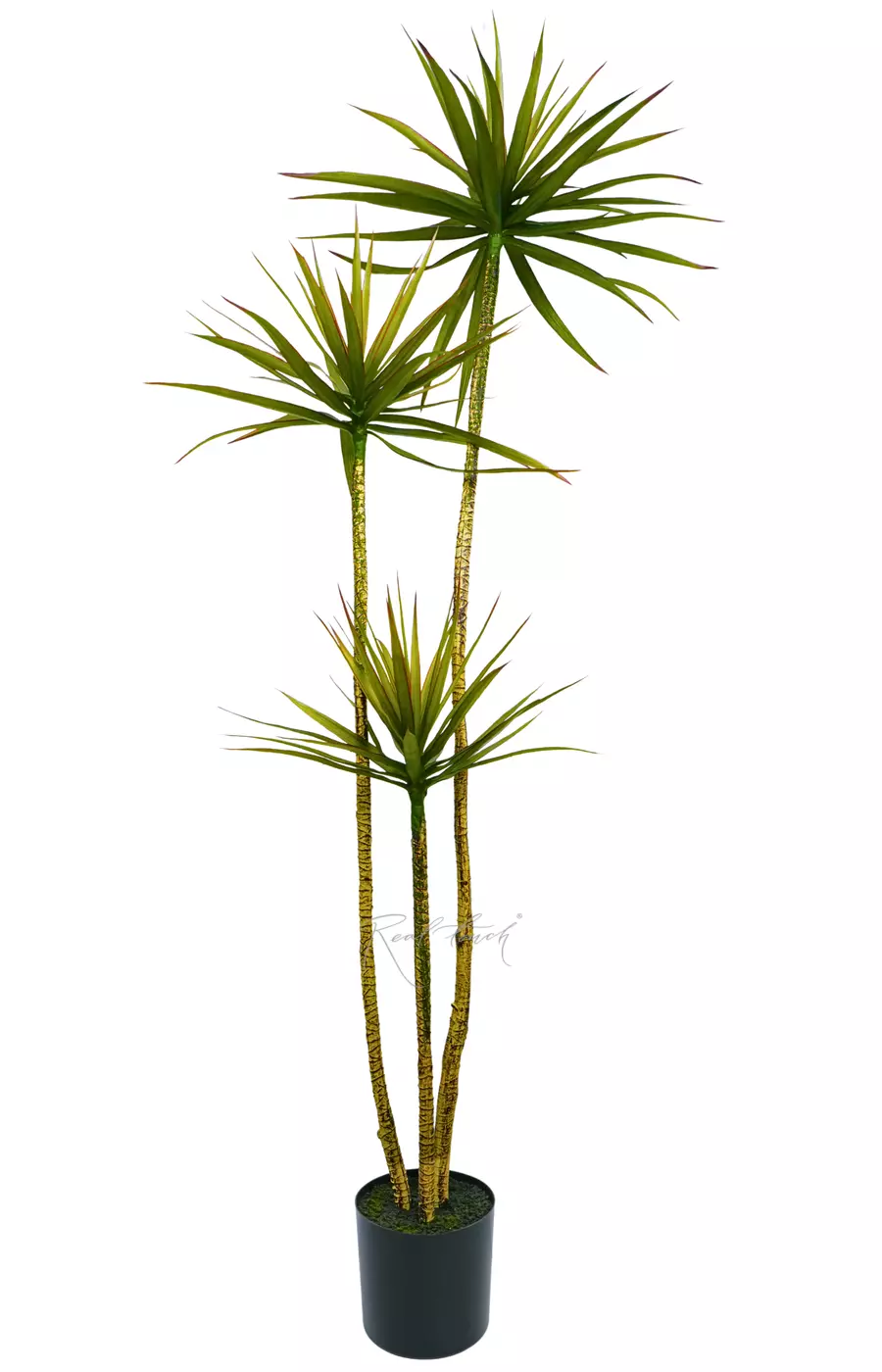 Драцена Маргината в кашпо 180см (3 ответвления) - Зеленый