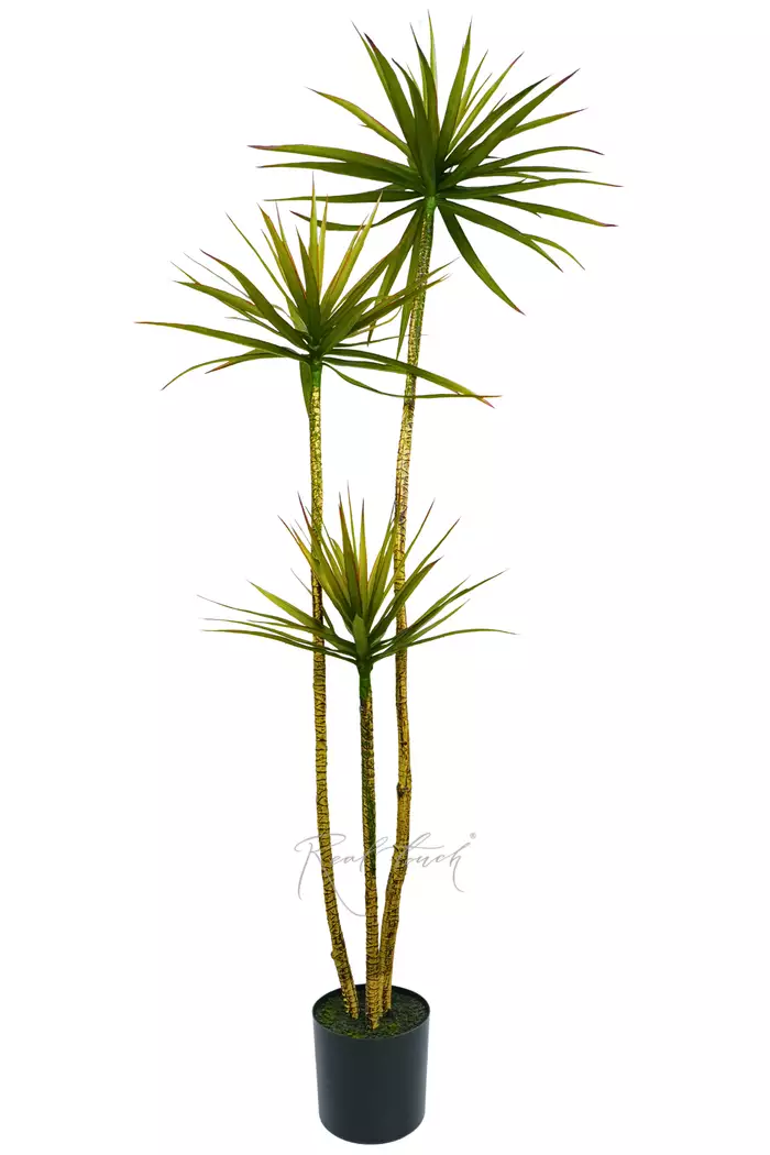 Драцена Маргината в кашпо 180см (3 ответвления) - Зеленый