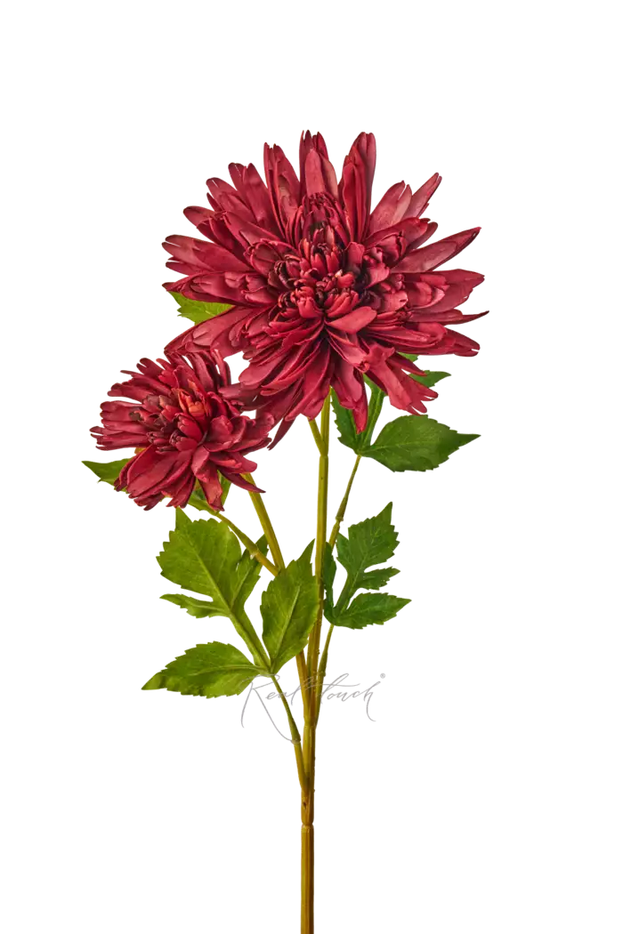 Хризантема Осенняя - Бордо