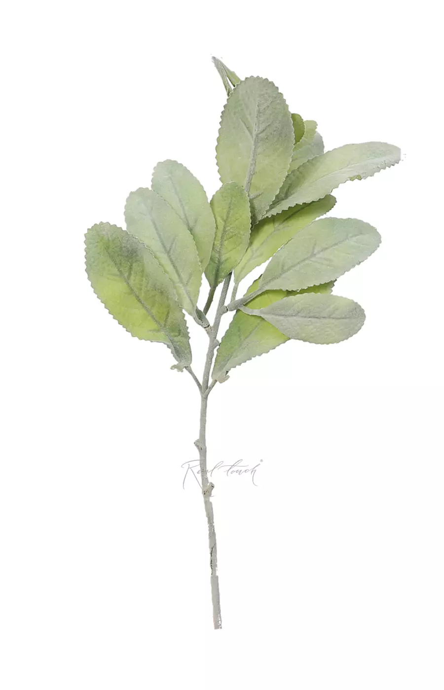 Стахис - Пыльно-зеленый