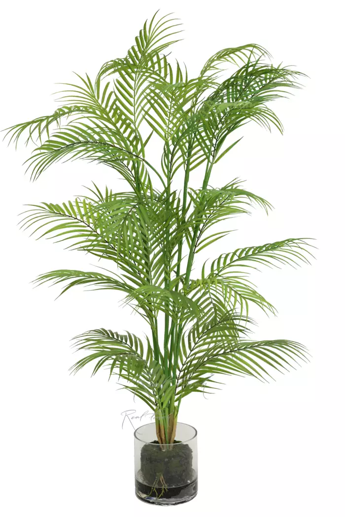Пальма Арека 125см в стеклянном кашпо (1886) - Зеленый (уценён)