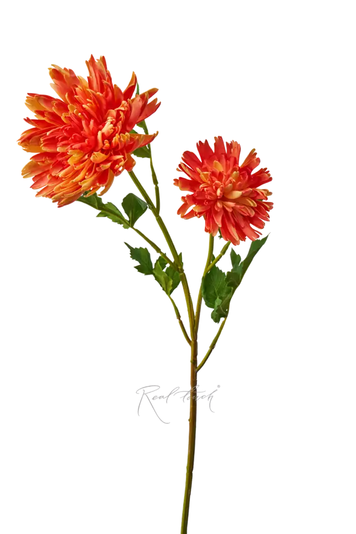Хризантема Осенняя - Оранжевый