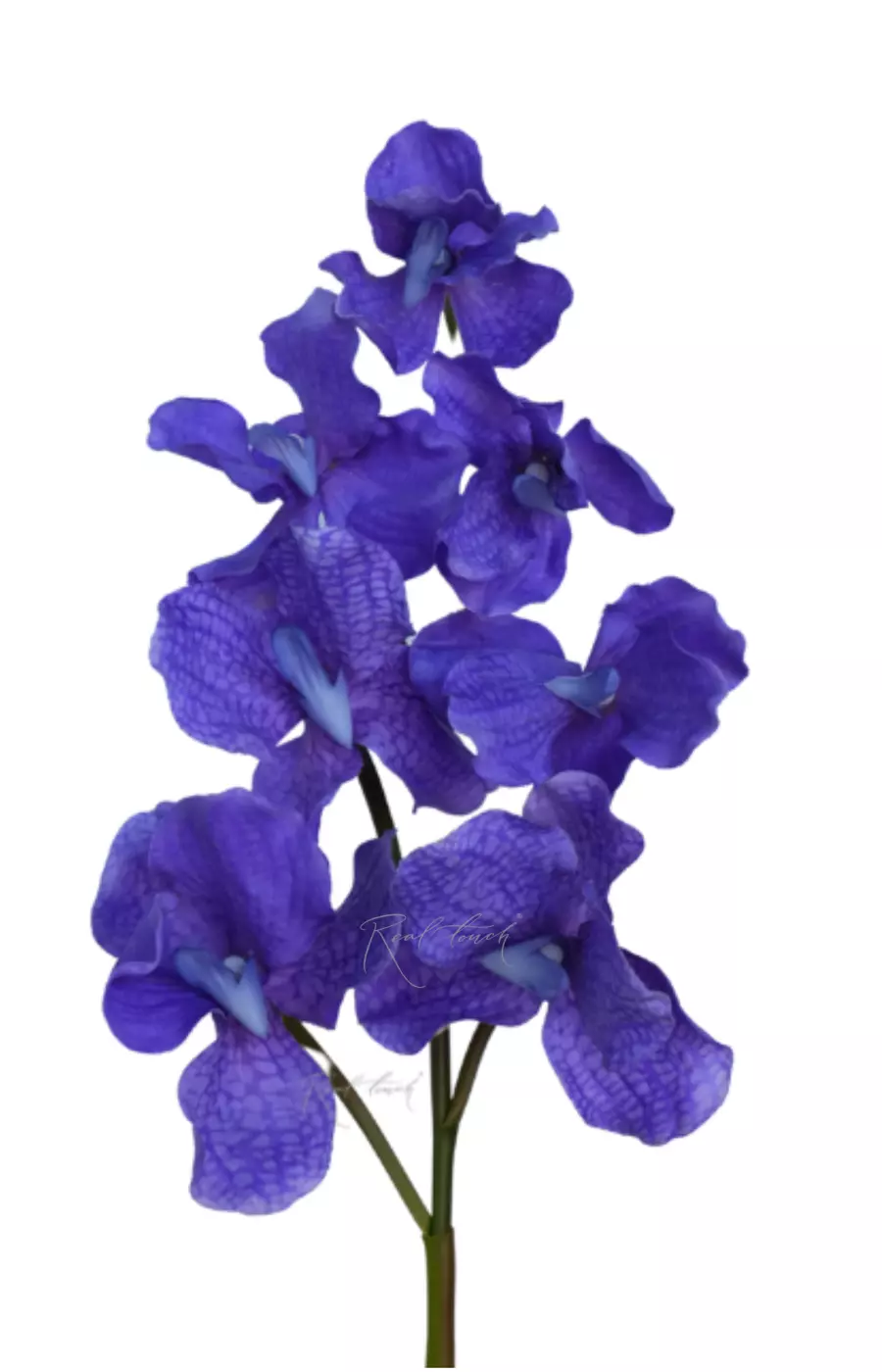 Орхидея ванда 7 соцветий - Фиолетовый