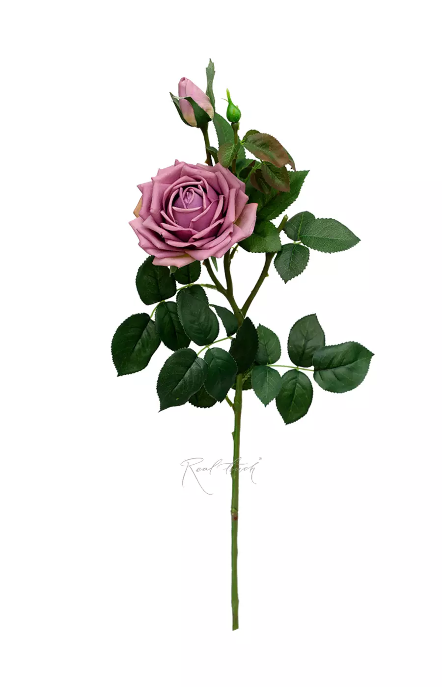 Роза Мами Блю - Лиловый