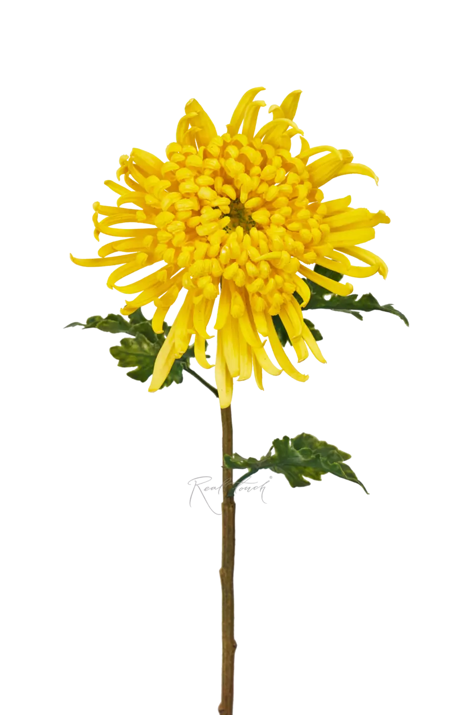Хризантема Лебединая песня - Желтый