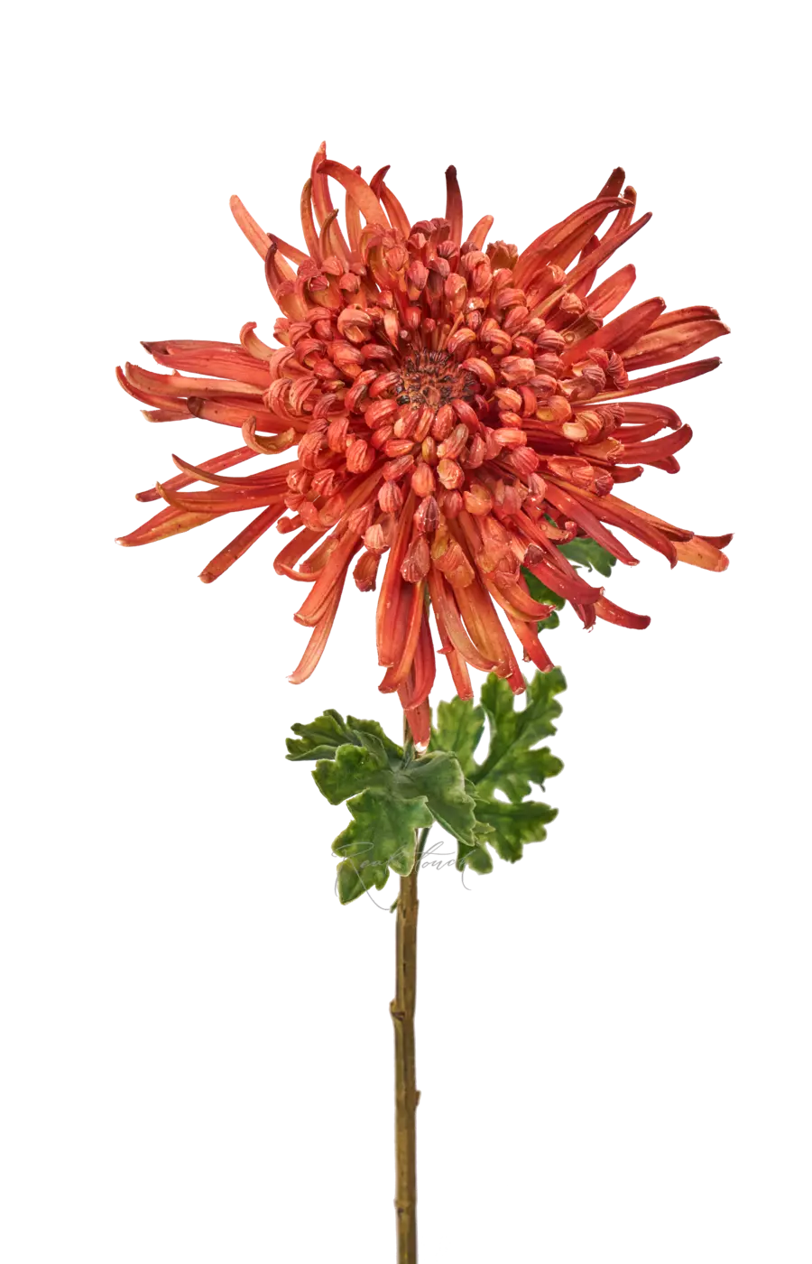Хризантема Лебединая песня - Коралловый
