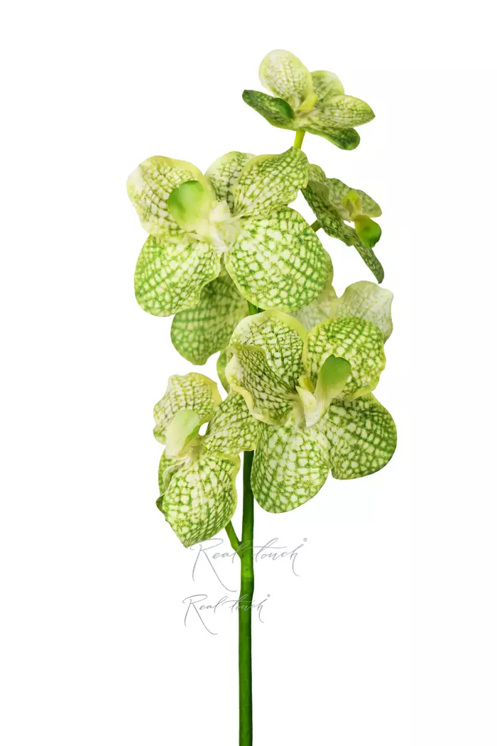 Орхидея Ванда 7 соцветий - Светло-зеленый Орхидея Ванда 7 соцветий - Светло-зеленый