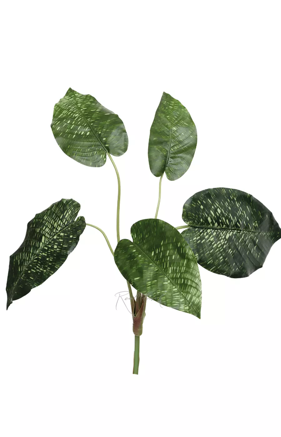 Калатея нетворк 46см (из 5 листьев) - Зеленый