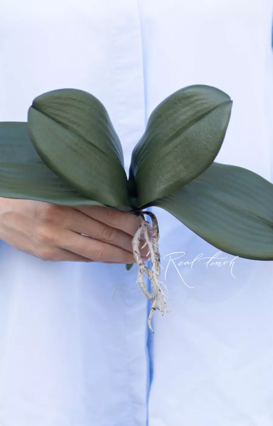 Листья Орхидеи 22см (из 4 листьев) - Зеленый