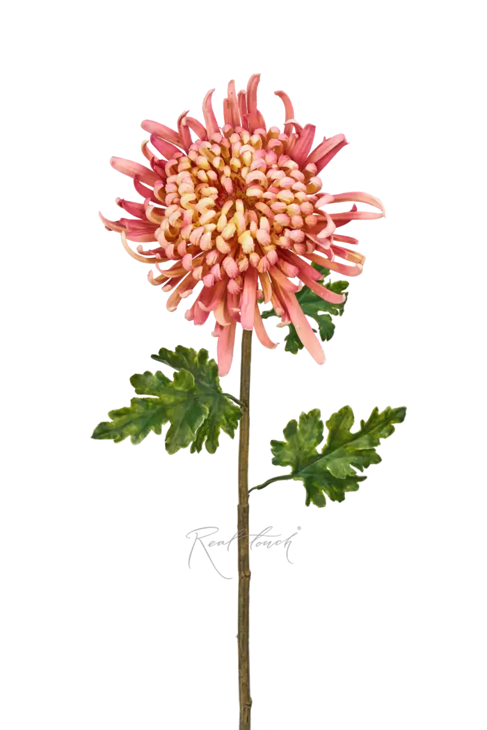 Хризантема Лебединая песня - Розовый