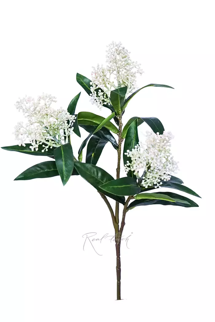 Скиммия - Белый