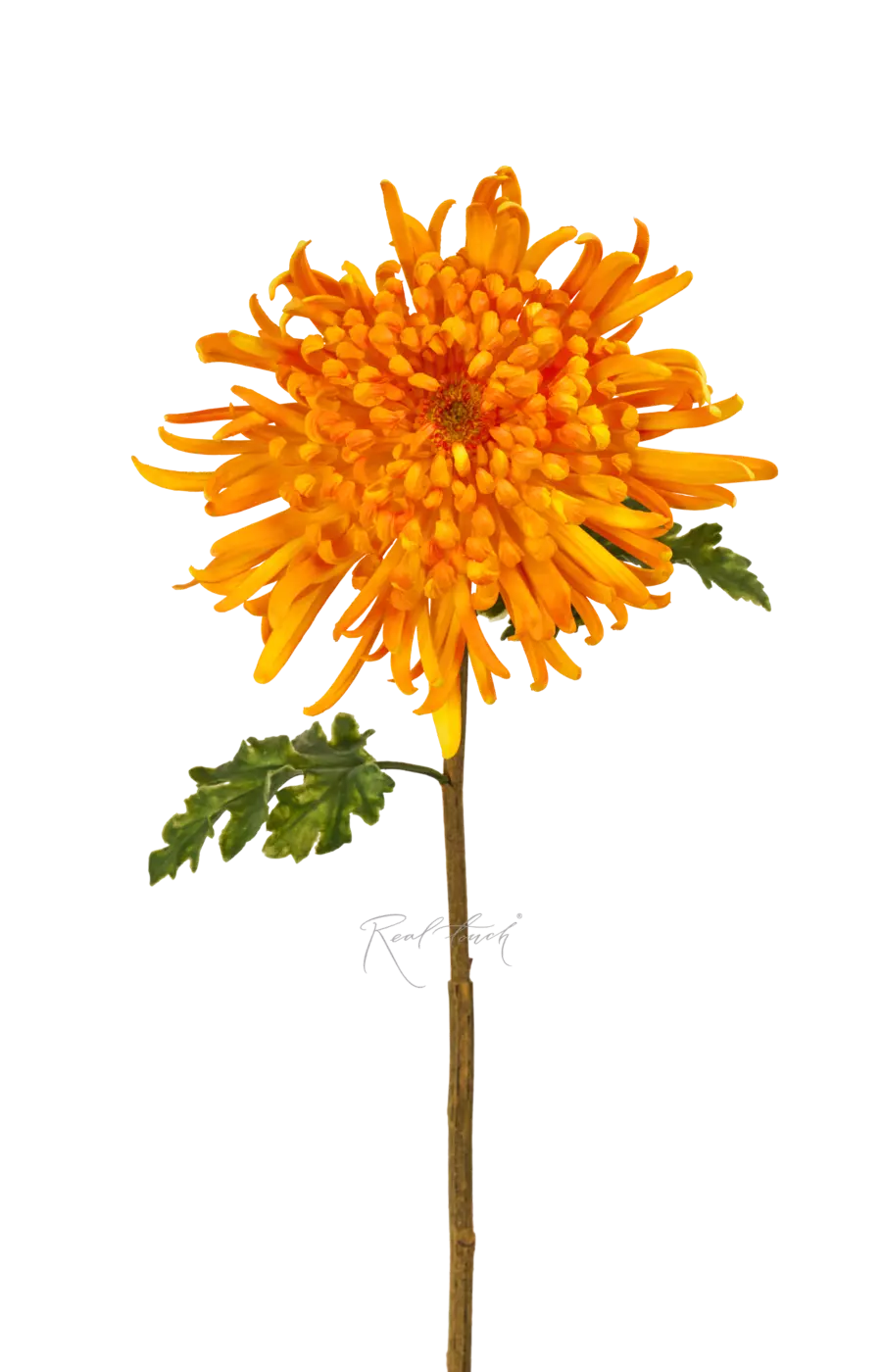 Хризантема Лебединая песня - Оранжевый