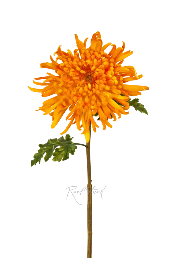 Хризантема Лебединая песня - Оранжевый