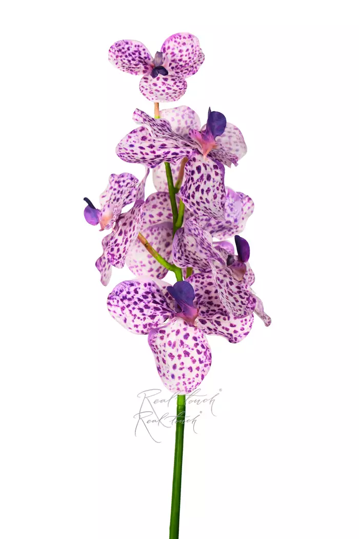 Орхидея Ванда 7 соцветий - Бело-фиолетовый Орхидея Ванда 7 соцветий - Бело-фиолетовый