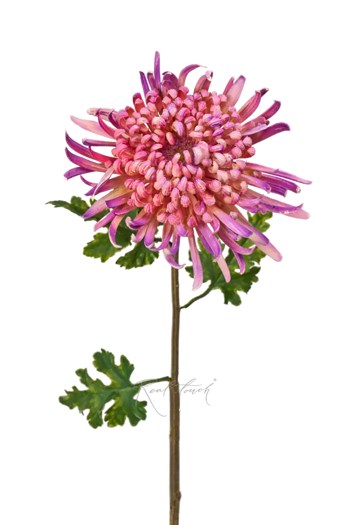 Хризантема Лебединая песня - Сиреневый