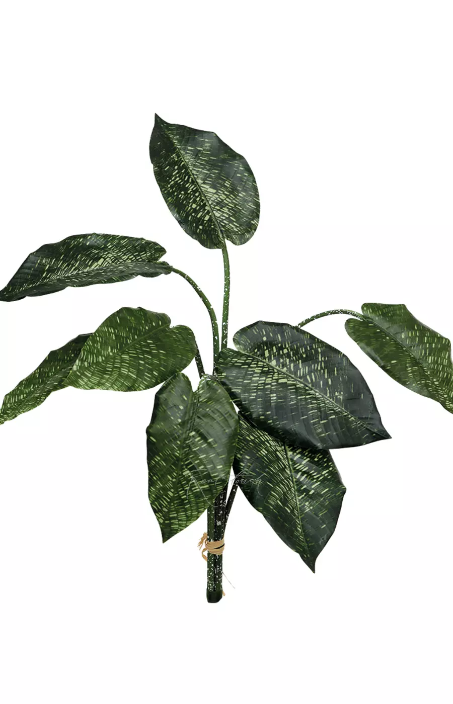 Калатея нетворк 60 см (из 8 листьев) - Зеленый