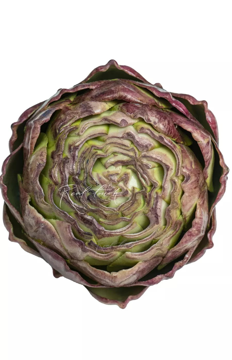 Артишок плоский - Светло-фиолетовый