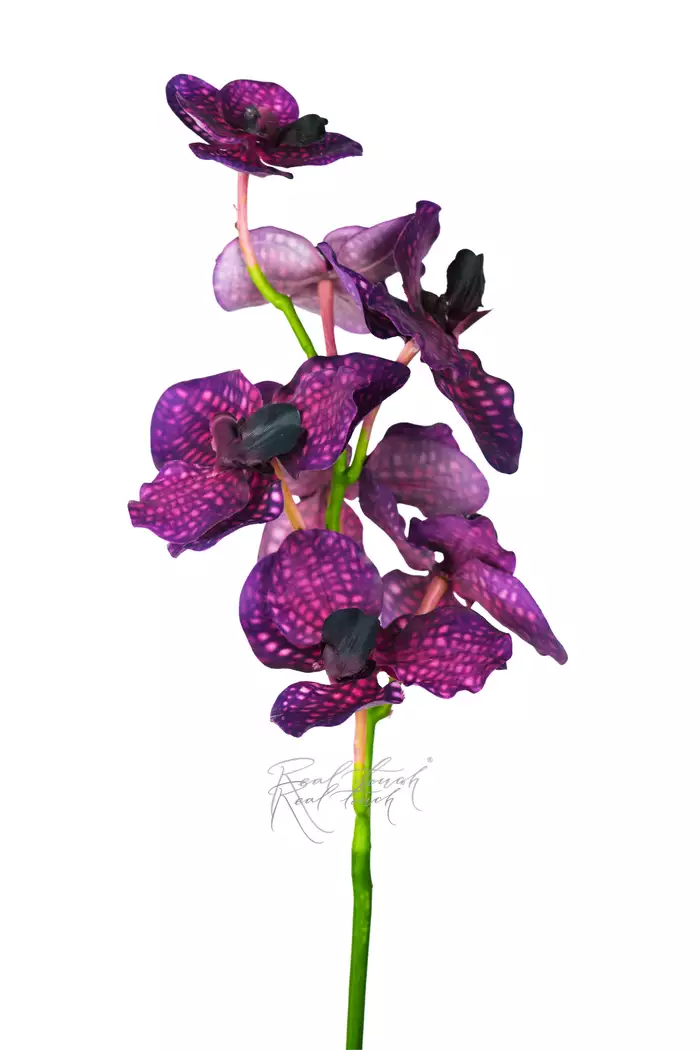 Орхидея Ванда 7 соцветий - Фиолетовый Орхидея Ванда 7 соцветий - Фиолетовый