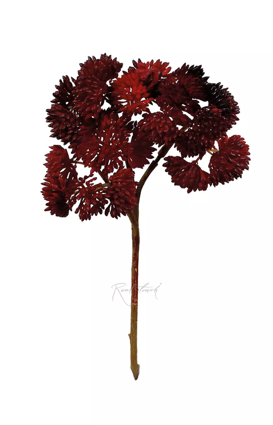 Седум малый - Красный Седум малый - Красный