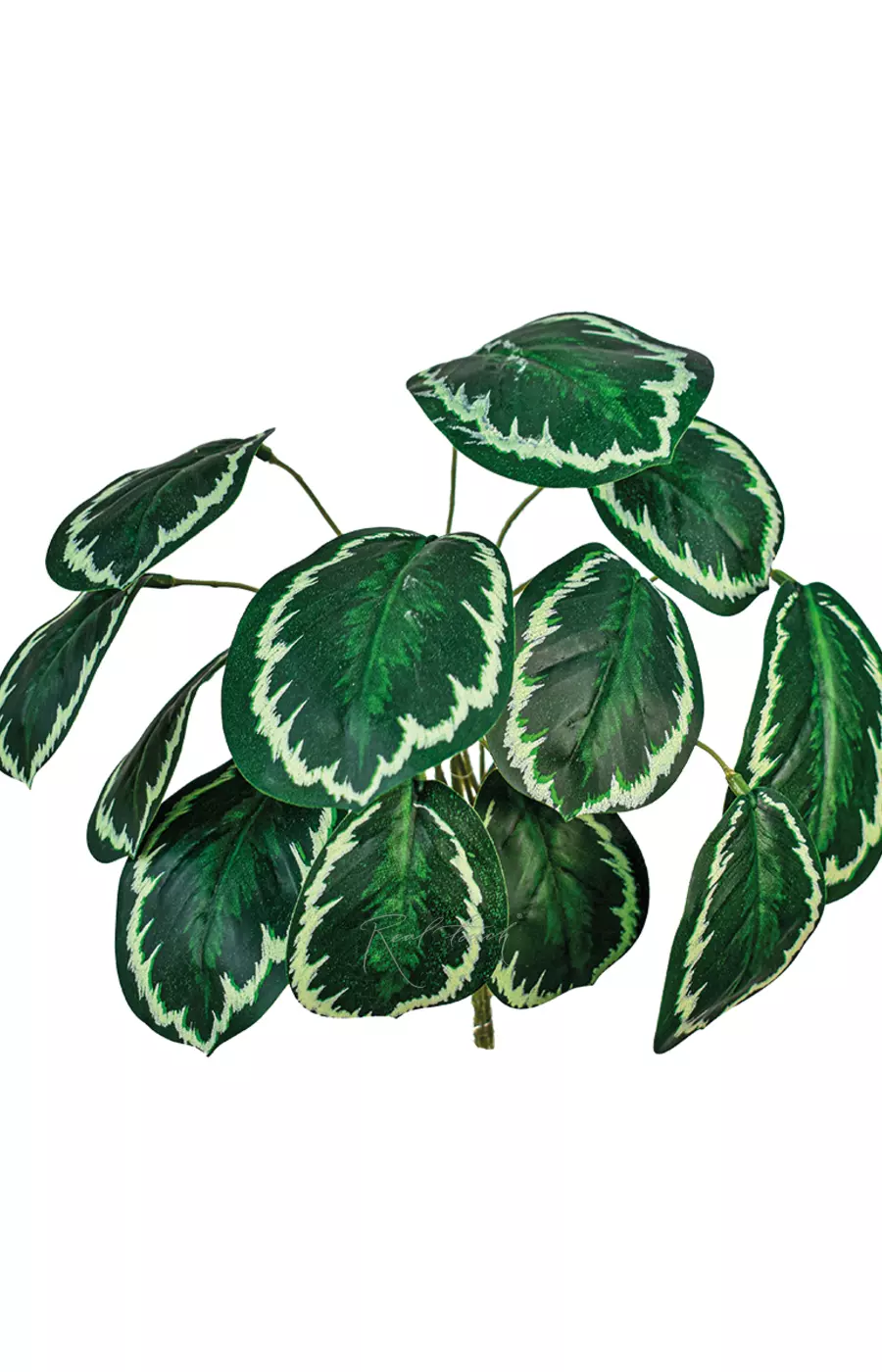 Калатея медальон малая - Бело-зеленый Калатея медальон малая - Бело-зеленый