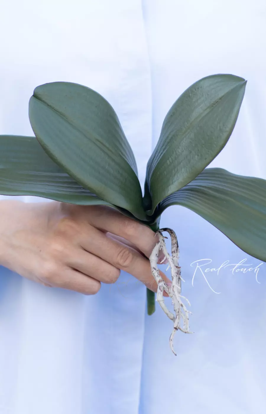 Листья Орхидеи 25см (из 4 листьев) - Зеленый