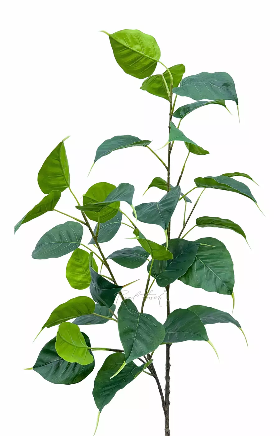 Ветка фикуса Эдем (двойная) - Темно-зеленый