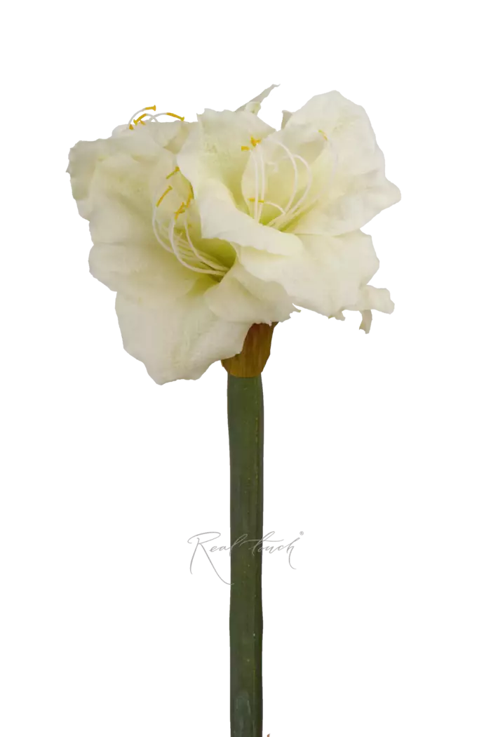 Амариллис Гигант - Белый