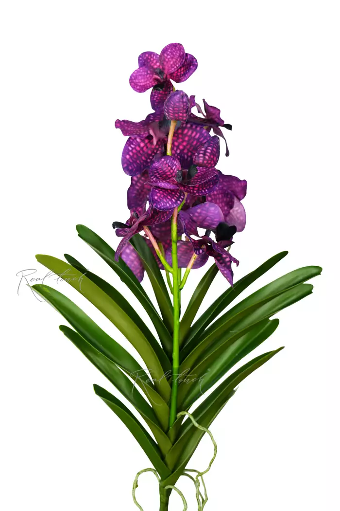 Орхидея Ванда с листьями и корнями (2 ответвления) - Фиолетовый