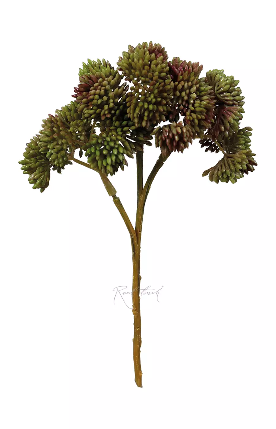 Седум малый - Грязно-зеленый Седум малый - Грязно-зеленый