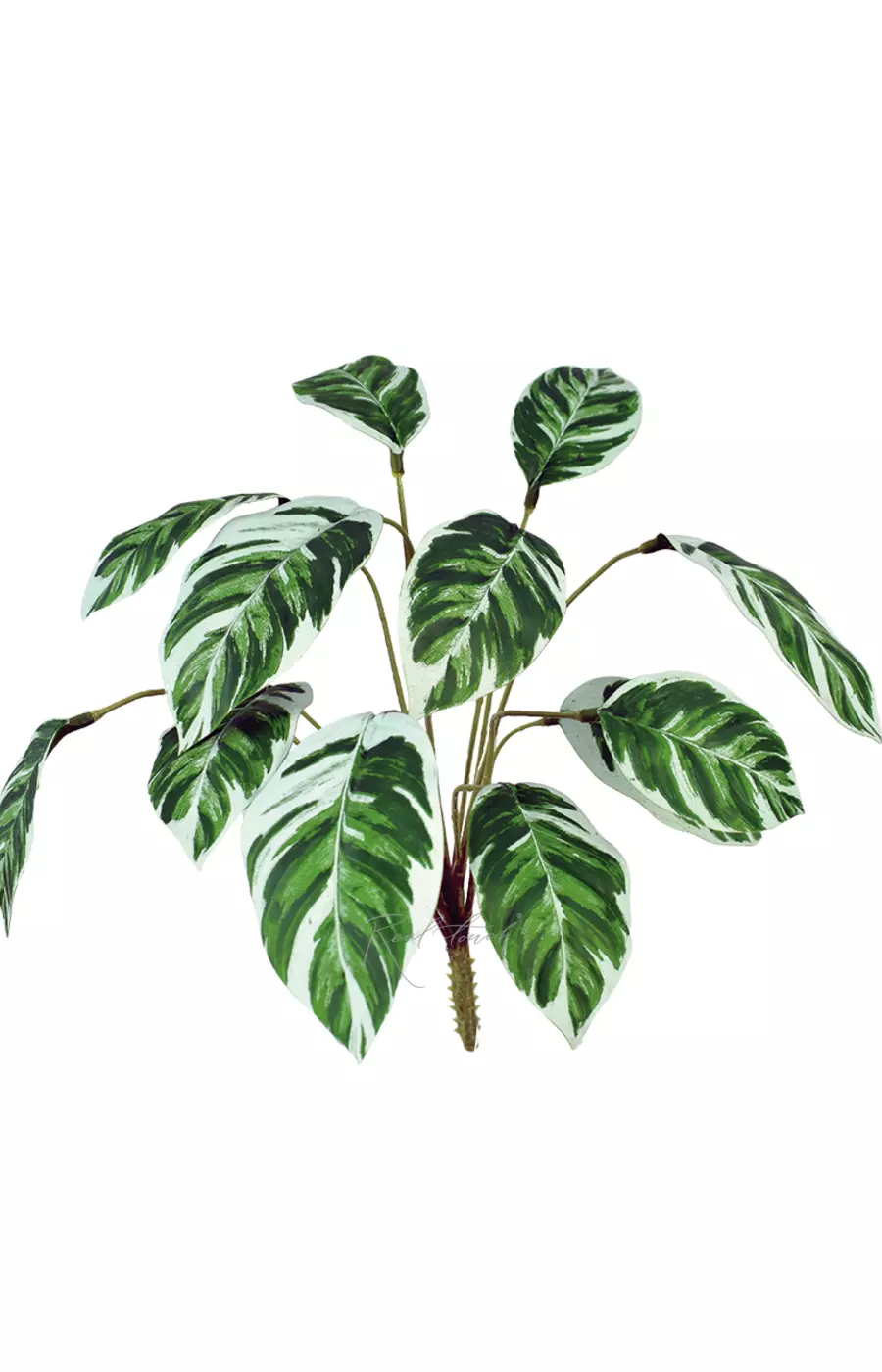 Калатея Луиза малая - Бело-зеленый